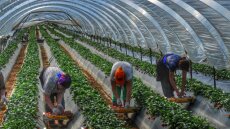 Μανωλάδα: Μειωμένες ποινές για τις «ματωμένες φράουλες»