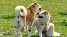 Ακίτα: Ο αφοσιωμένος «Χάτσικο» με τον ισχυρό χαρακτήρα