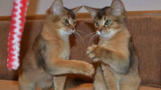 Γάτα Σομαλίας: Παιχνιδιάρα και φιλική με τα παιδιά