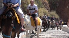 Ο Τόμι Λι στέλνει επιστολή διαμαρτυρίας στον Μάκη Βορίδη για τα γαϊδουράκια της Σαντορίνης 