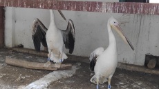 Δύο ροδοπελεκάνοι που «ξέμειναν» στην Κύπρο ταξίδεψαν αεροπορικώς για την Κερκίνη