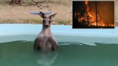 Αυστραλία: Καγκουρό βούτηξε σε πισίνα για να γλιτώσει από τις φωτιές 