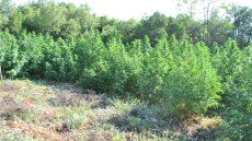 Φθιώτιδα: Γνωστός στις αρχές ο καλλιεργητής της φυτείας με 1.600 χασισόδεντρα