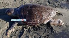 Δυσάρεστο θέαμα στη Λάρισα: Νεκρή χελώνα καρέτα - καρέτα σε παραλία