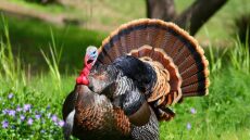 Πολωνία: Γρίπη των πτηνών σε μονάδες που εκτρέφονται γαλοπούλες