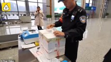 Κινέζα προσπάθησε να περάσει... σαλαμάνδρες παράνομα αλλά την «τσάκωσαν»