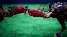 Ινδία: Νεκρός 55χρονος από επίθεση κόκορα σε παράνομη κοκορομαχία