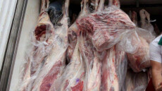 Γρίπη των χοίρων: Κατασχέθηκαν δέκα τόνοι ύποπτου κρέατος στην Ιταλία