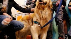 ΗΠΑ: Η γερουσιαστής Γουόρεν έστειλε τον... σκύλο της σε προεκλογική συγκέντρωση 