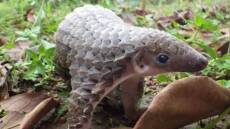 Κορωνοϊός: Ο παγκολίνος υπεύθυνος για τη μετάδοση του ιού, σύμφωνα με Κινέζους ερευνητές