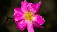 Αγριολούλουδο καταπραΰνει κρυολόγημα και πόνους στις αρθρώσεις