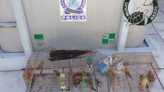 Κρατούσαν φυλακισμένα 42 άγρια πτηνά στη Νάξο