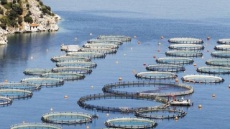 Κορωνοϊός: Μέτρα τόνωσης της ρευστότητας λόγω μείωσης εξαγωγών ζητούν οι υδατοκαλλιεργητές