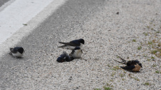 Χιλιάδες νεκρά χελιδόνια λόγω των ισχυρών ανέμων στην Ελλάδα
