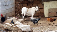 Κορωνοϊός: Αμερικανός ειδικός εξηγεί από ποια ζώα προήλθαν διαχρονικά οι επιδημίες