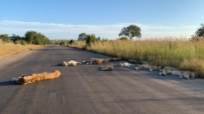 Κορωνοϊός – Νότια Αφρική: Λιοντάρια κοιμούνται στον άδειο δρόμο