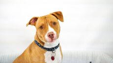 Σκύλος: Στο πλευρό μας σε 5 διαφορετικούς ρόλους