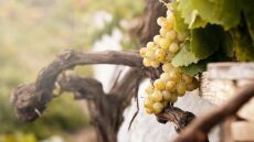 Κορωνοϊός: Δύσκολη εποχή για τα ελληνικά οινοποιεία