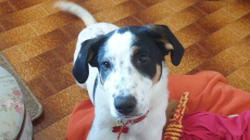 Άσκηση «Μείνε»: Ο σημαντικός λόγος που πρέπει να την μάθετε στον σκύλο σας 