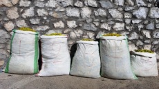 Λουλούδι του Δαρβίνου: Αλβανοί ξερίζωσαν 120 κιλά στον Γράμμο