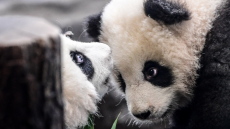 Ο Καναδάς επιστρέφει δύο γιγαντιαία πάντα στην Κίνα γιατί δεν μπορεί να προμηθευτεί μπαμπού