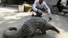 Κορωνοϊός: Πιθανότερη πηγή μετάδοσης στον άνθρωπο η νυχτερίδα και όχι ο παγκολίνος