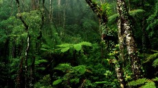 Υπερθέρμανση του πλανήτη - Μελέτη: Τα τροπικά δάση μπορεί να απελευθερώνουν άνθρακα 