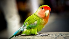 Παπαγάλος θα... «καταθέσει» για υπόθεση βιασμού και δολοφονίας στην Αργεντινή!