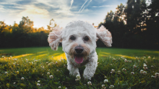 Κουτάβι: Επτά λάθη που κάνουμε στη διατροφή και την ανατροφή του