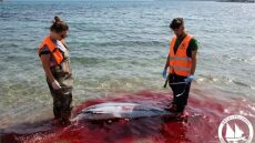 Μαζικές δολοφονίες θαλάσσιων θηλαστικών στα Δωδεκάνησα καταγγέλλει το «Αρχιπέλαγος»