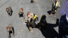 Ινδία: Αγέλη πιθήκων έκλεψε δείγματα αίματος ασθενών με κορωνοϊό