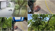 Αρκουδάκια έστησαν πάρτι σε κτήμα στο Μέτσοβο - Δείτε βίντεο