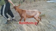 Κόρινθος: Απεγκλώβισαν κατσίκα που έπεσε σε πηγάδι βάθους 15 μέτρων