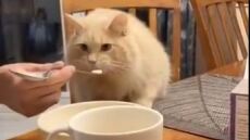 Σάλος για βίντεο που δείχνει ιδιοκτήτη γάτας να της δίνει... παγωτό