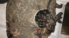 Ψάρευαν παράνομα ολοθούρια στον Ευβοϊκό κόλπο