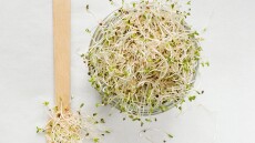 Τι είναι το αλφάλφα και γιατί είναι καλό να το προσθέσουμε στη διατροφή μας