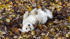 Ο σκύλος τρελαίνεται να κυλιέται στο έδαφος – Ανακαλύψτε τους λόγους