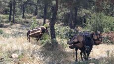 Αλβανός με τρία μουλάρια έκοβε δέντρα στην Καστοριά
