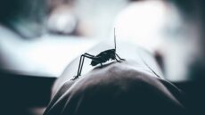 Κουνούπια: Επτά λόγοι που τσιμπούν εσάς και όχι τον διπλανό σας