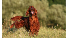 Αυτός είναι ο λόγος που οι σκύλοι γρατζουνούν το έδαφος μετά την ούρηση