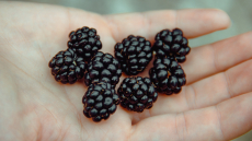 Το αντιφλεγμονώδες φρούτο – φάρμακο που προφυλάσσει το δέρμα