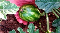 Κιλκίς: Καρπούζια μεγαλώνουν με... Μότσαρτ και Μπετόβεν στο Νέο Αγιονέρι