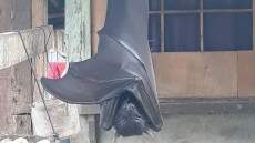 Φιλιππίνες: Γιατί έγινε viral αυτή η νυχτερίδα; - Δείτε φωτογραφία για... γερά νεύρα