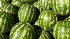 Καρπούζια μεγαλώνουν με… κλασική μουσική στο Κιλκίς