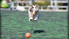 Ποιμενικός των Σέτλαντ: Εργατικός, τρυφερός και αχώριστος σύντροφος