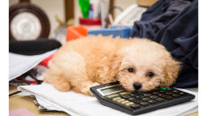 Μικρόσωμος σκύλος: Χρειάζεται να βγαίνει βόλτα ή όχι;