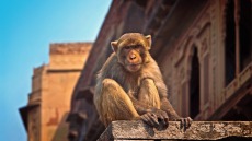 Ινδία: Νεκρά πέντε μέλη οικογένειας - Καταπλακώθηκαν από τοίχο που έριξαν μαϊμούδες!