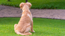 Ο Σάροου είναι μόλις 8 μηνών και αναζητεί σπίτι, που θα του σώσει τη ζωή