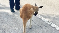 Φλόριντα: Πανικό σκόρπισε καγκουρό που σεργιάνιζε ελεύθερο στους δρόμους του Φορτ Λοντερντέιλ