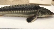 Επιστήμονες δημιούργησαν τυχαία υβρίδιο ψαριού